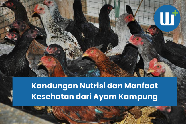 Kandungan Nutrisi dan Manfaat Kesehatan dari Ayam Kampung